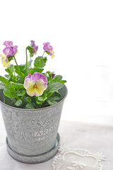 パープルとクリームイエローのパンジー