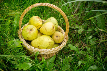 Basket of Pears on Grass