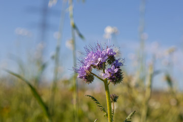 Fototapeta premium wildflowers, summer day. color image with the free space