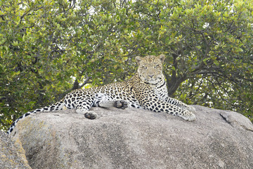 Leopard (Panthera pardus) lying down on rock, looking at camera, Serengeti national park, Tanzania.