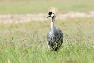 Grey Crowned Crane (Balearica regulorum) foraging on savanna, Serengeti national park, Tanzania.