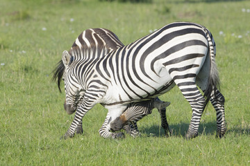 Fototapeta na wymiar Two Zebra (Equus quagga) stallions fighting on savanna, Serengeti National Park, Tanzania