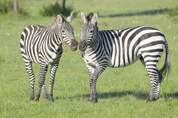 Fototapeta premium Two Zebra (Equus quagga) stallions fighting on savanna, Serengeti National Park, Tanzania