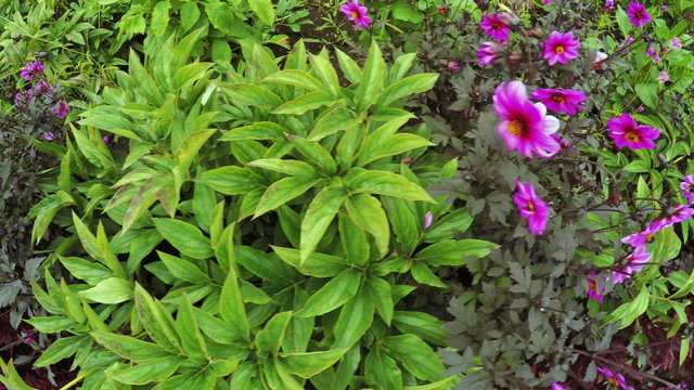 Flower Garden in city park
