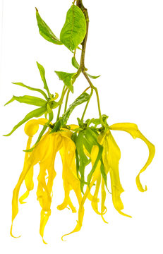 fleurs d'ylang-ylang sur fond blanc 