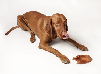 Hungarian Vizsla Hound - laying down licking its nose, with treat