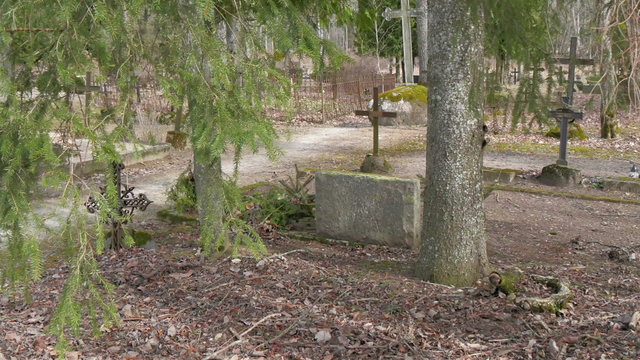 Trees plants and cross found inside the cemetery. There are dried leaves on the ground tombstones and trees inside 