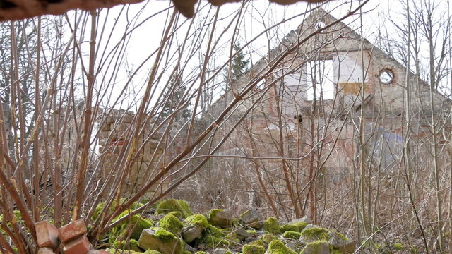 Trees with no leaves growing inside the ruined house. Lots of bricks are scattered inside the housee