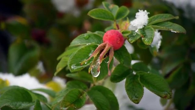 Closeup of red brier hip with piece of ice and snow on it. Charming nature scene with wild rose (Rosa canina) on blur background. Shallow dof. Slow motion hd footage. 1920x1080

