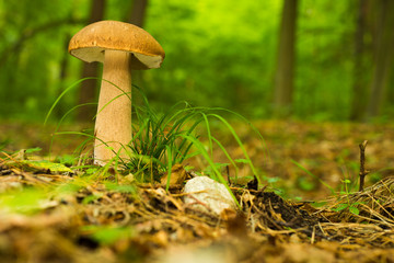 Boletus, mushroom