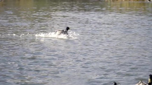 Two mallard ducks are landing on the water (Anas platyrhynchos). Impressive and funny natural scene on the lake. Slow motion HD footage 1920x1080
