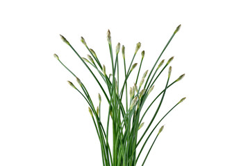Obraz premium Chinese chives on white background