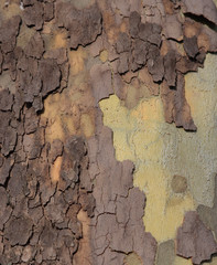 Close up of plane tree bark as a background