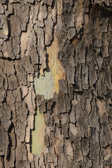Close up of plane tree bark as a background