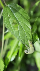 Green camouflage night chameleon in Madagascar