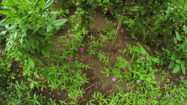 Flower Garden in city park