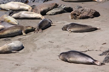Elephant seals in USA