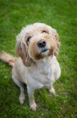 A cockapoo dog outside in the garden