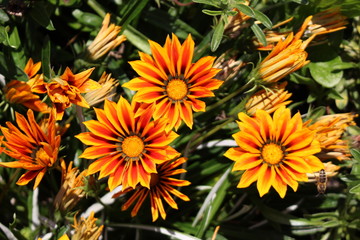Orange hybrid "Treasure flower" in Munich, Germany. Its scientific name is Gazania Rigens "Kiss Series Orange Flame" and  cultivated as an ornamental garden plant.