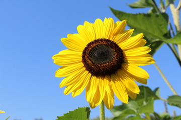 Fototapeta premium Yellow 