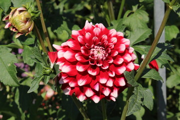 Burgundy red "Hybrid Dahlia Checkers" flower in Munich, Germany. It is classified as "Decorative Dahlia" and native to Mexico.