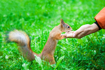squirrel eating nuts from woman hand