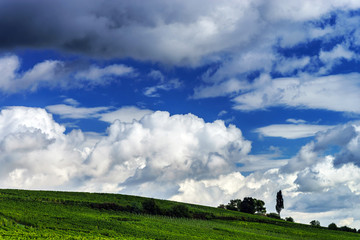 Summer green hills and vineyards in France