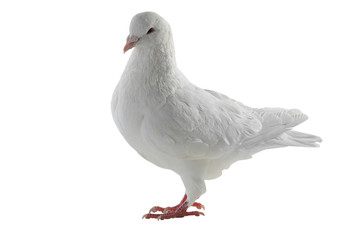 white pigeon