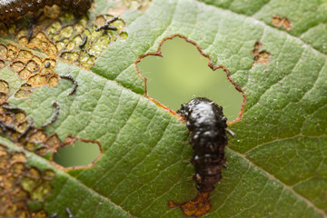 Leaf beetle, Chrysomelidae larva on damaged leaf