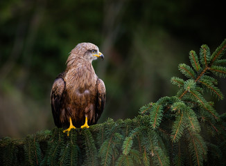 White tailed eagle