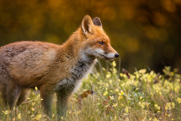 Naklejka na ściany i meble Fox (Vulpes vulpes) in europe forest