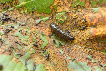 Leaf beetle, Chrysomelidae larva on damaged leaf