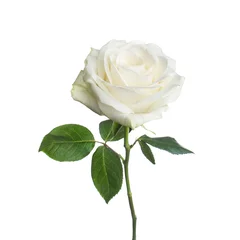 Foto op Plexiglas Rozen enkele witte roos geïsoleerde achtergrond