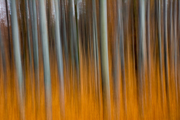 Beech forest in autumn. Abstract. Long time exposure