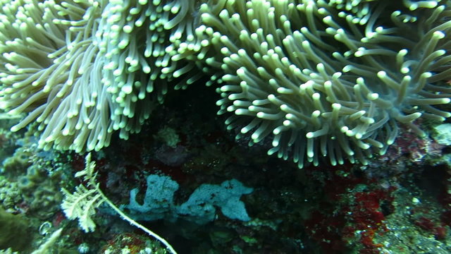 Morph  the  skunk clownfish sheltering in a giant carpet anemone  Bali.