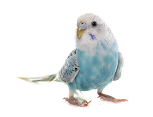 common pet parakeet