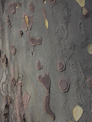 Close up of plane tree bark as a background