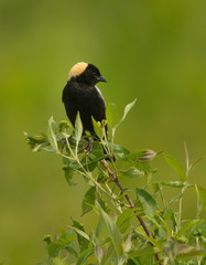 Bobolink