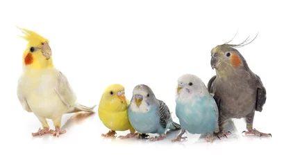 Papier peint photo autocollant rond Perroquet common pet parakeet and Cockatiel