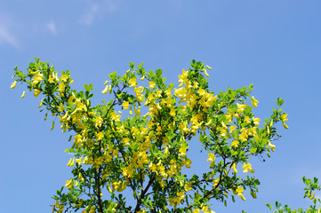 Blooming yellow acacia on blue sky