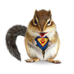 Funny animal super hero, squirrel unbuckle his fur