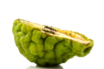 Fungi on kaffir lime on white background