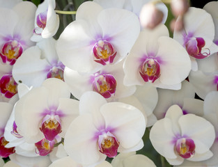 orchid flowers background