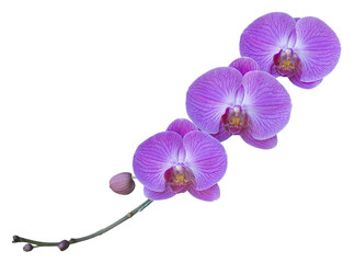 Fototapeta na wymiar orchids isolated on white
