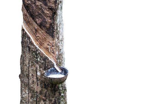 Rubber Latex  from rubber tree isolated on white background(Heve