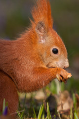 Eichhörnchen in einer Krokuswiese
