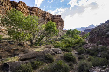 Green trees inside Grand Canyon