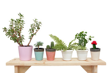 houseplants on a wooden bench