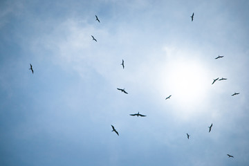 Birds in the sky hunt for fish