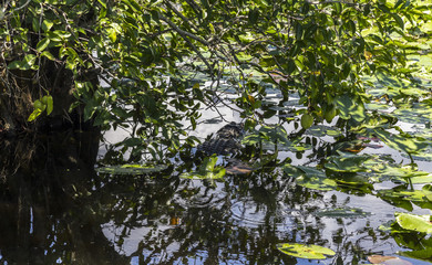 Alligator in water, Everglades, Florida